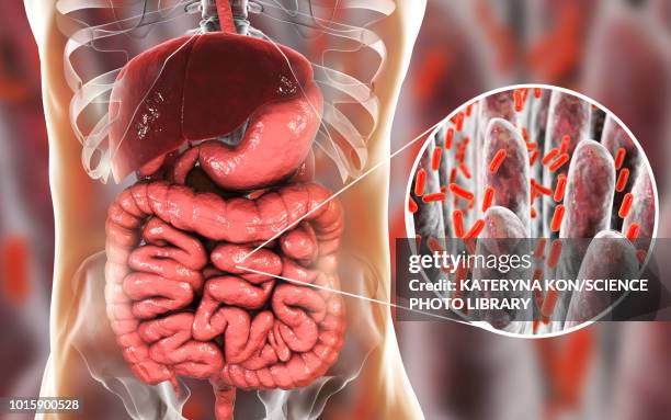 ilustraciones, imágenes clip art, dibujos animados e iconos de stock de bacteria in human intestine, illustration - intestine