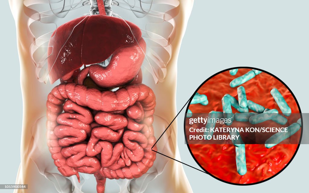 Bifidobacterium bacteria in human intestine, illustration