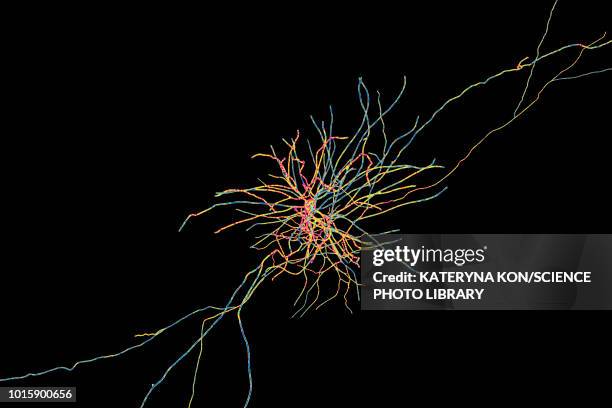 stockillustraties, clipart, cartoons en iconen met hippocampus neuron, illustration - cerebral cortex