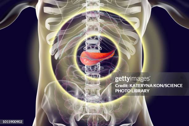 human pancreas, illustration - pancreas 3d stock illustrations
