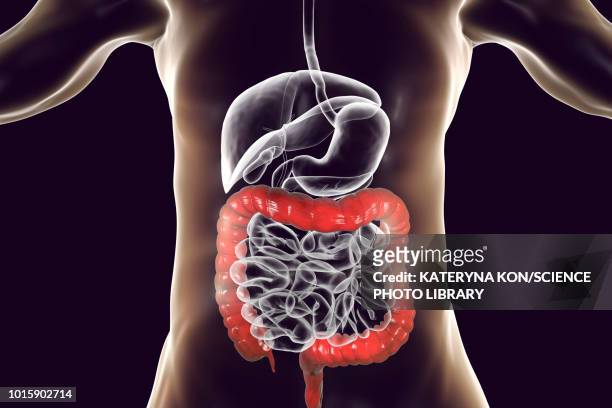 human large intestine, illustration - large intestine stock illustrations