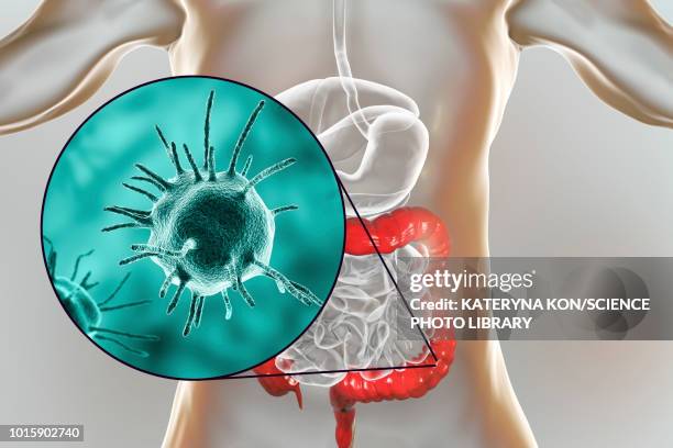 parasitic microorganisms in human intestine, illustration - intestinal parasites stock illustrations
