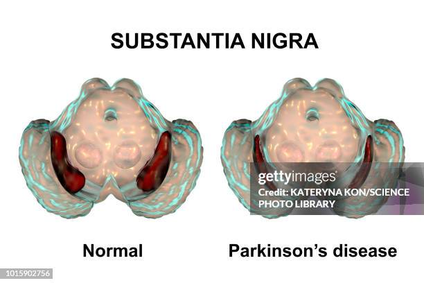 illustrations, cliparts, dessins animés et icônes de substantia nigra and dopaminergic neurons, illustration - brain stem