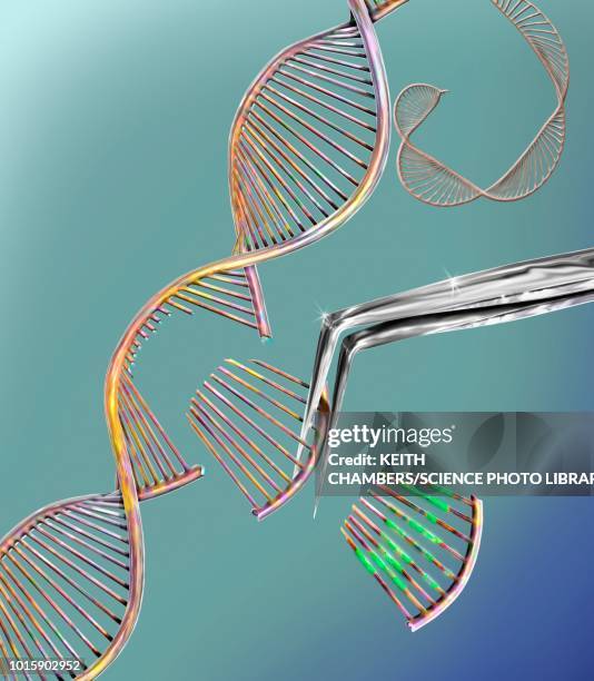 crispr gene editing, conceptual illustration - crispr stock illustrations