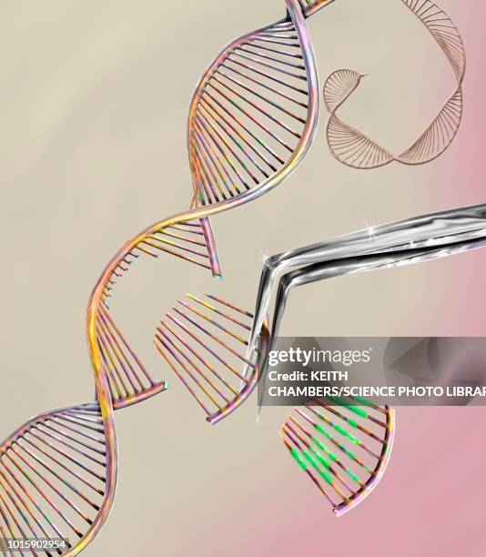 crispr gene editing, conceptual illustration - crispr stock illustrations