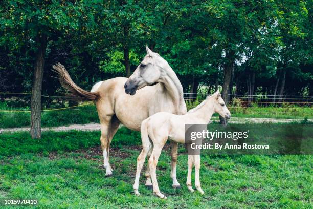 white horse with her foal on green pasture - föl bildbanksfoton och bilder