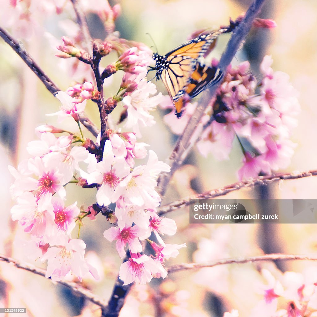 Monarch Butterfly and Cherry Blossoms
