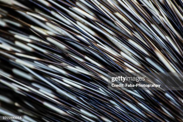 close-up of porcupine quills - istrice foto e immagini stock