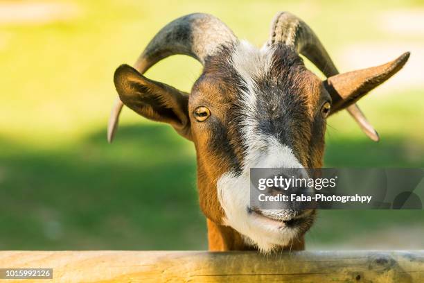 goat looking at camera - ziege stock-fotos und bilder
