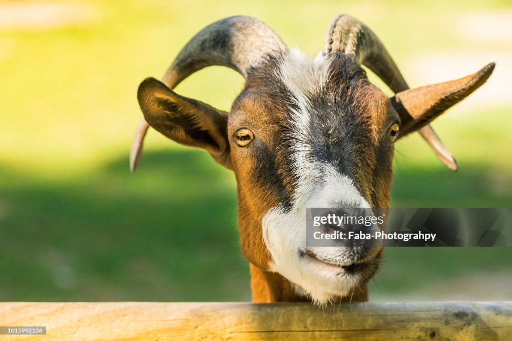 Goat Camera Goat Looking At Camera High-Res Stock Photo - Getty Images