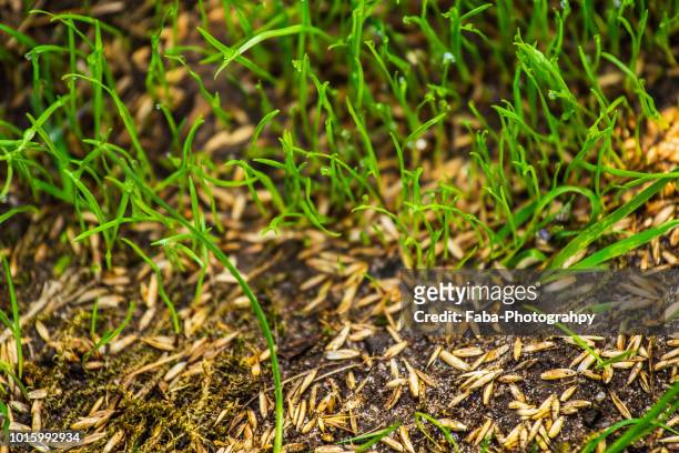 sowing seeds for new lawn - seed stock pictures, royalty-free photos & images
