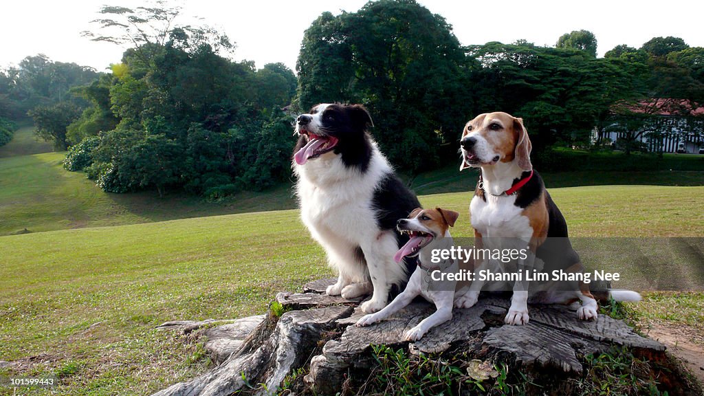 The 3 handsome dogs