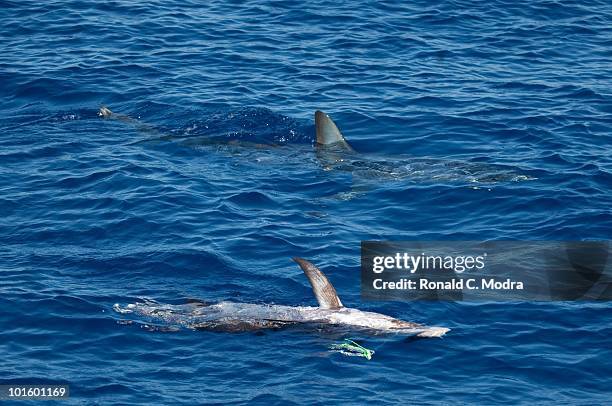 Mako shark and swordfish swimming side by side in Islamorada, Florida.