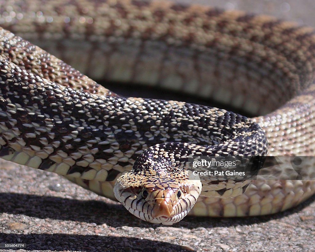 Bull Snake Coiled for Strike