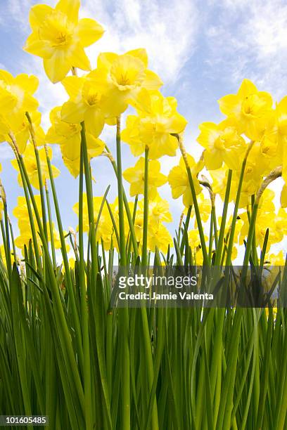 daffodils and blue sky - port washington foto e immagini stock
