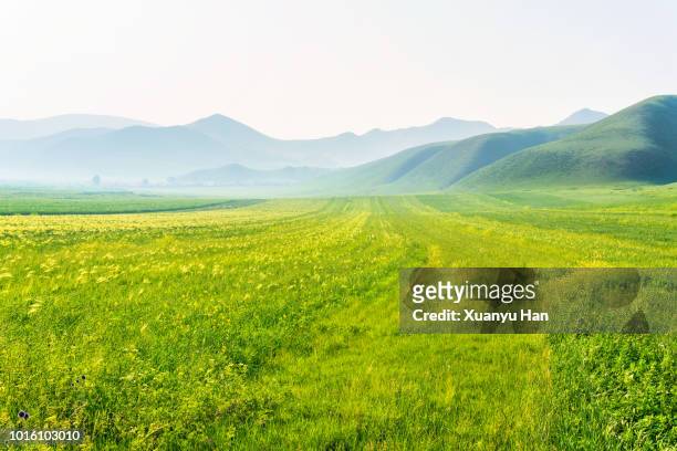 landscape of a green field with sky. - rolling landscape stock pictures, royalty-free photos & images