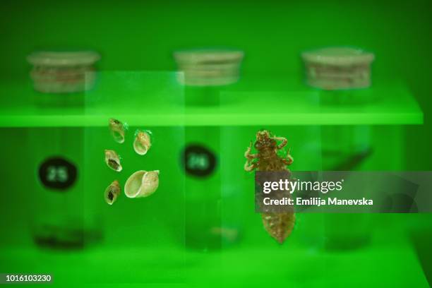 collection of beetles and insects - zoology stock pictures, royalty-free photos & images