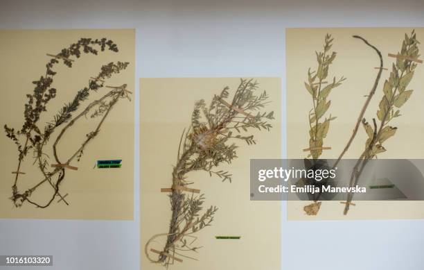 collection of different kind of herbs. herbarium - herbarium stock pictures, royalty-free photos & images