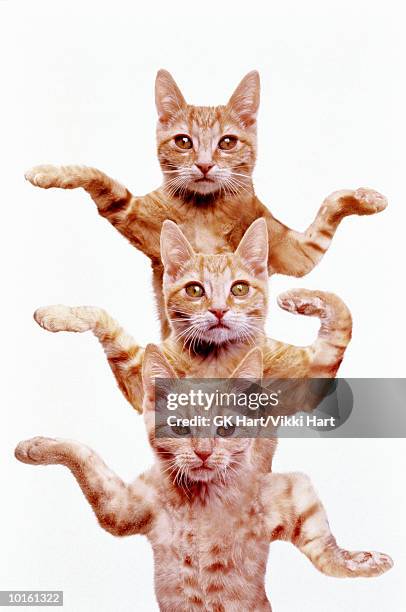 three egyptian cats - gatto soriano foto e immagini stock