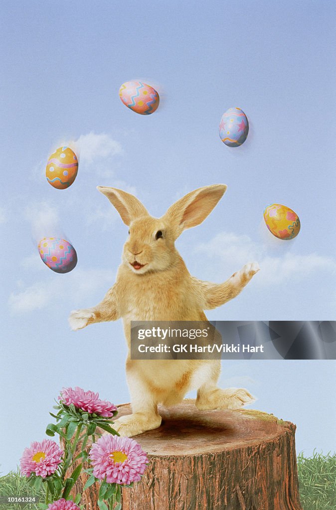 BUNNY JUGGLING EASTER EGGS ON TREE STUMP