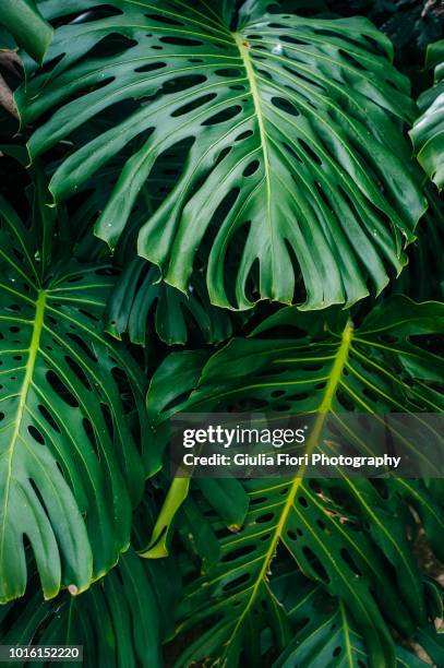 cheese plant in a botanical garden - monstera foto e immagini stock