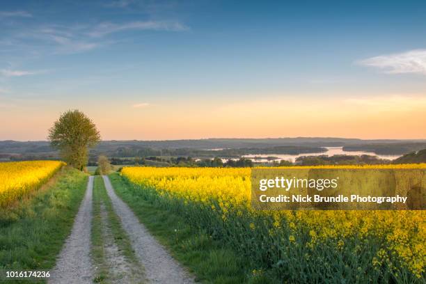 canola field, jutland, denmark - spring weather stock pictures, royalty-free photos & images