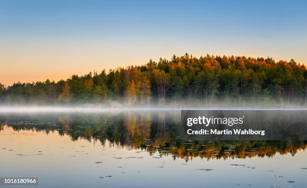 morning lake met mist in de herfst kleuren - woud stockfoto's en -beelden