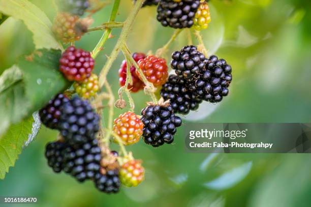 blackberries (rubus fruticosus) - la mora fotografías e imágenes de stock
