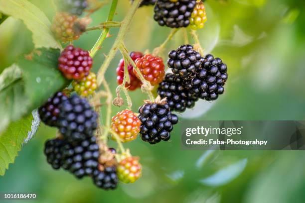 blackberries (rubus fruticosus) - blackberry foto e immagini stock