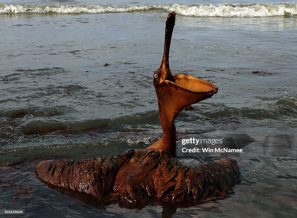 Gulf Oil Spill Spreads, Damaging Economies, Nature, And Way Of Life