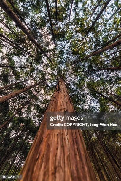 looking up in the forest with leaning on a tree - redwood stockfoto's en -beelden