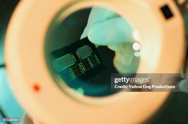 156 Dog Mikrochip Stock Photos, High-Res Pictures, and Images - Getty ...