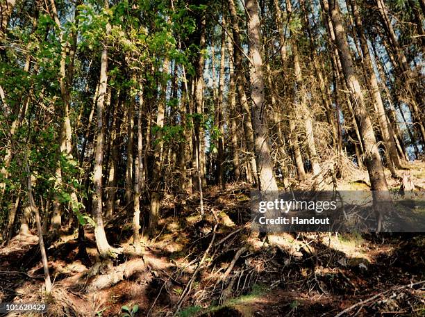 In this handout photograph provided by the Cumbria Police, A general view of the wooded location where gunman Derrick Bird took his own life is seen...