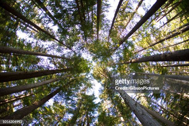 looking up at the forest - cedar tree stock pictures, royalty-free photos & images