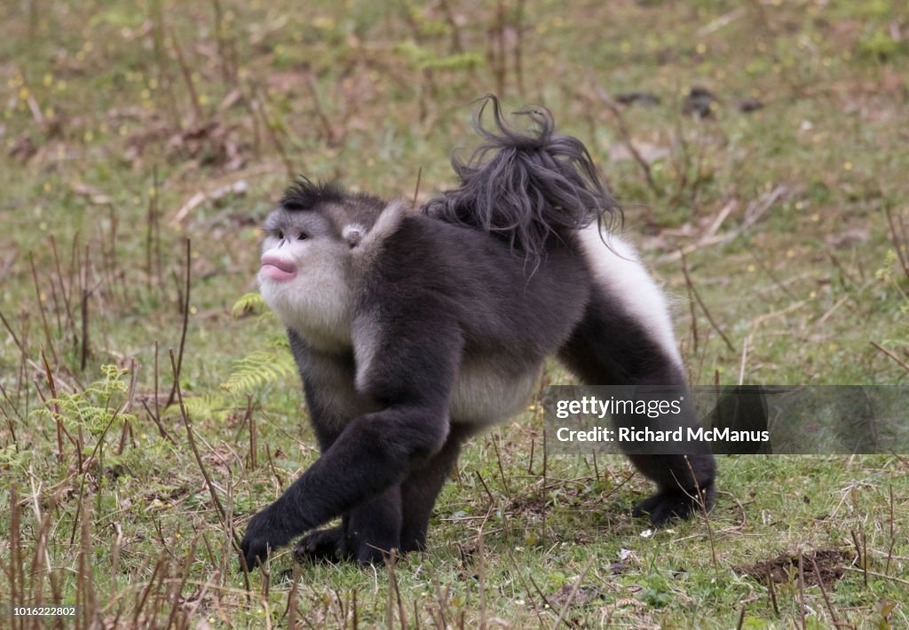 Black snub-nosed monkey