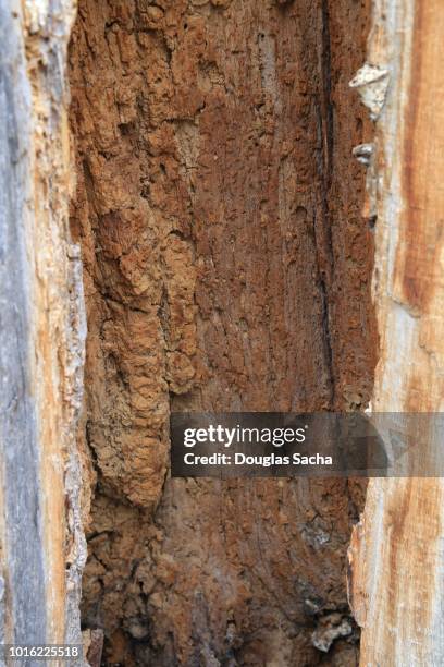 Kevil Insect Woodpecker Damage Photos and Premium High Res Pictures - Getty Images