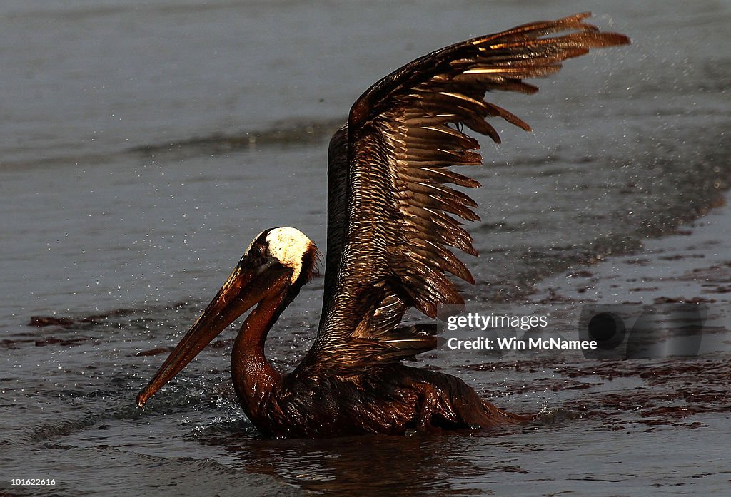 Gulf Oil Spill Spreads, Damaging Economies, Nature, And Way Of Life