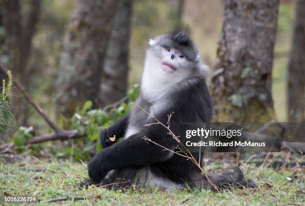 black snub-nosed monkey sitting. - yunnan snub nosed monkey stock-fotos und bilder