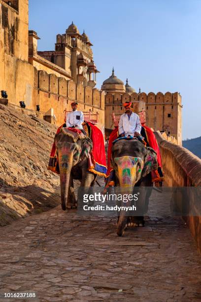 homme indien (cornac) à cheval sur l’éléphant près de amber fort, jaipur, inde - jaypour photos et images de collection