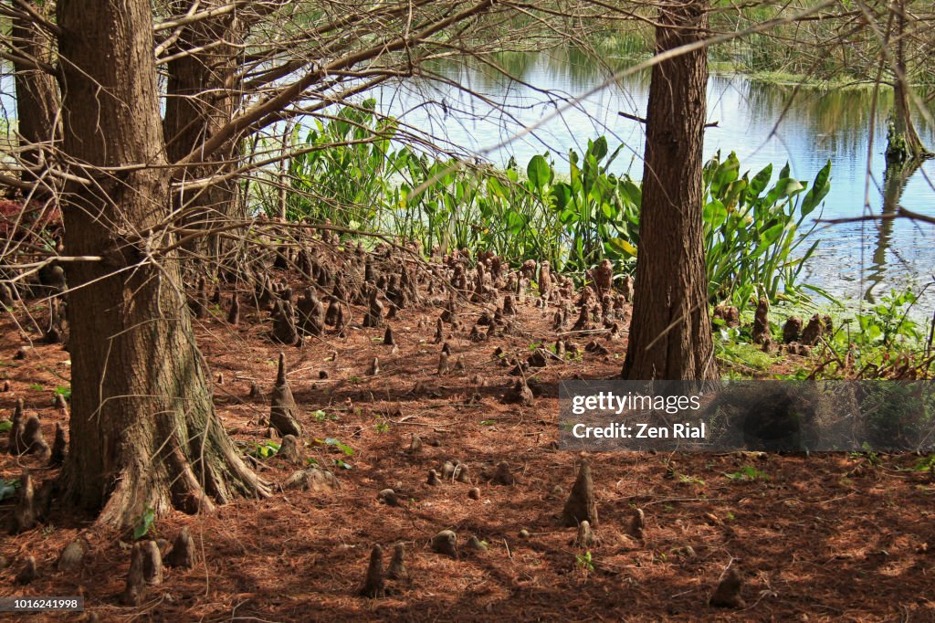 Bald Cypress trees (Taxodium distichum) and multiple cypress knees sticking out from the ground
