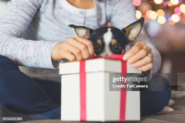 Dog Ripping Open Present Dog Opening Present Photos and Premium High Res Pictures - Getty Images