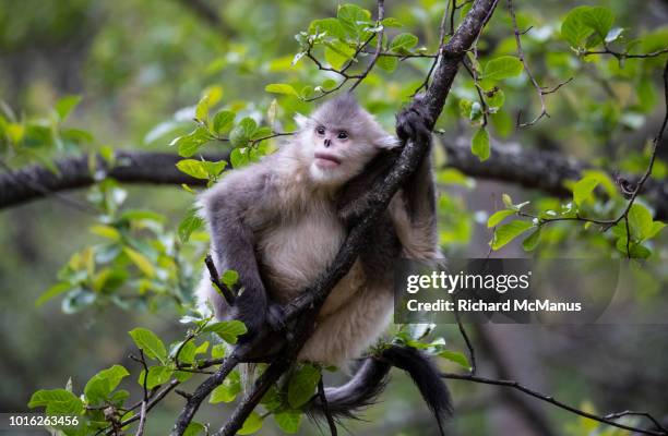 black snub-nosed monkey - yunnan province stock pictures, royalty-free photos & images