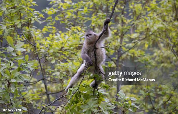 black snub-nosed monkey - yunnan snub nosed monkey stock-fotos und bilder