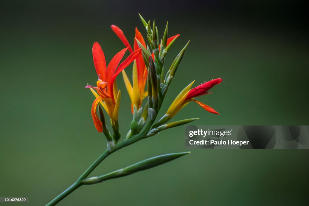 Amazonian Botany