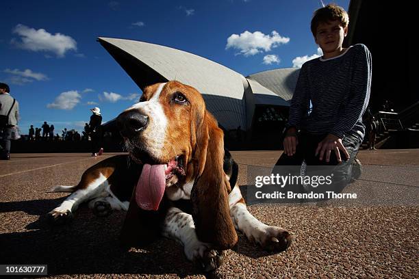 Darwin" the Basset Hound sits with his owner at the "Music for Dogs" concert for canines as part of the Vivid LIVE festival at the Sydney Opera House...