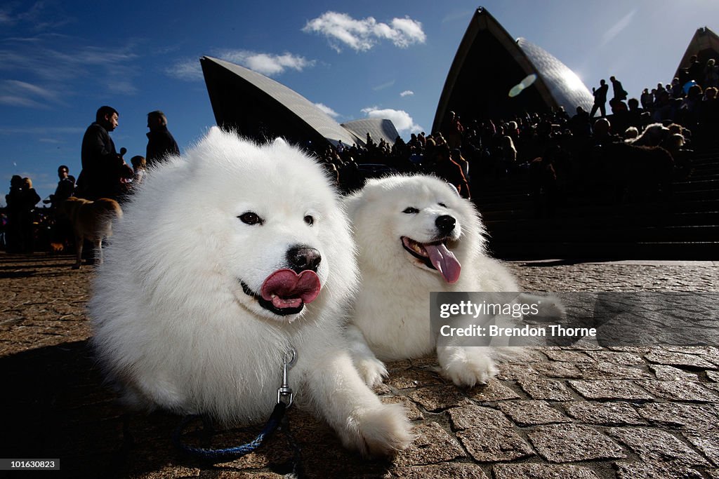 Music For Dogs At Vivid LIVE