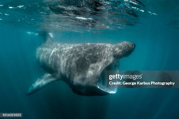 basking shark (cetorhinus maximus), underwater view, baltimore, cork, ireland - basking shark stock-fotos und bilder