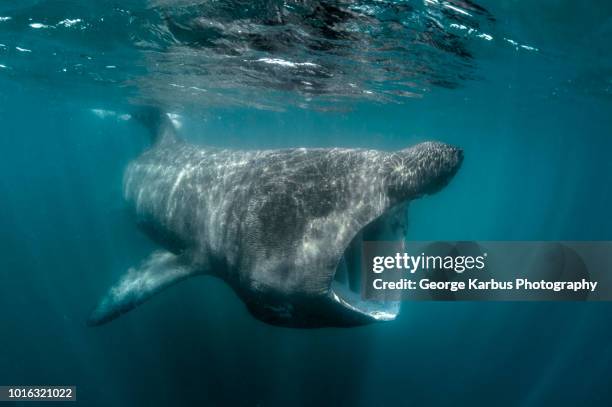 basking shark (cetorhinus maximus), underwater view, baltimore, cork, ireland - peregrino fotografías e imágenes de stock