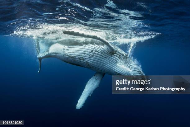 humpback whales (megaptera novaeangliae), underwater view, tonga, western, fiji - photos of humpback whales stock pictures, royalty-free photos & images