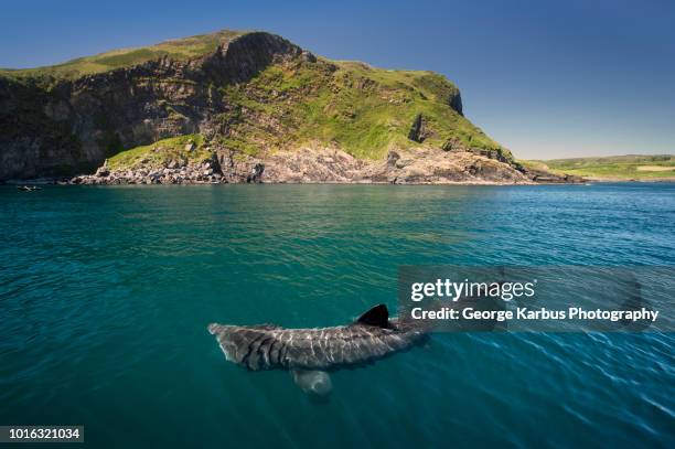 basking shark (cetorhinus maximus), baltimore, cork, ireland - peregrino fotografías e imágenes de stock